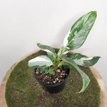 Load image into Gallery viewer, Philodendron White Princess - 100mm
