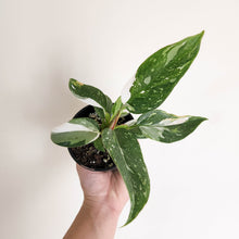 Load image into Gallery viewer, Philodendron White Princess - 100mm
