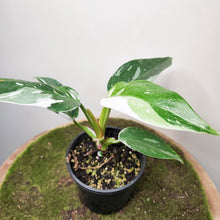 Load image into Gallery viewer, Philodendron White Princess - 100mm

