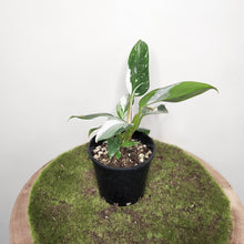 Load image into Gallery viewer, Philodendron White Princess - 100mm
