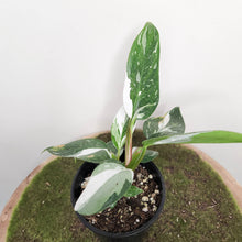 Load image into Gallery viewer, Philodendron White Princess - 100mm
