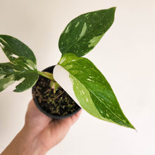 Load image into Gallery viewer, Philodendron White Princess - 100mm
