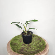 Load image into Gallery viewer, Philodendron White Princess - 100mm
