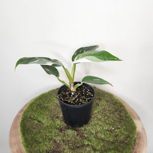 Philodendron White Princess - 100mm