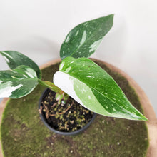Load image into Gallery viewer, Philodendron White Princess - 100mm
