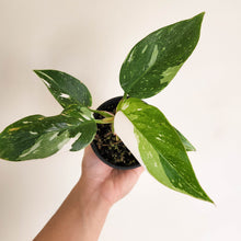 Load image into Gallery viewer, Philodendron White Princess - 100mm
