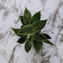 Load image into Gallery viewer, Philodendron birkin - 105mm

