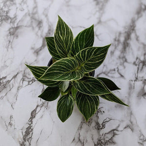 Philodendron birkin - 105mm