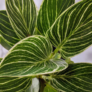 Philodendron birkin - 105mm