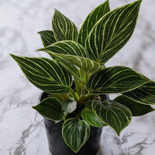 Load image into Gallery viewer, Philodendron birkin - 105mm
