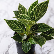 Load image into Gallery viewer, Philodendron birkin - 105mm
