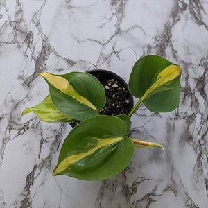 Philodendron brasil - 105mm