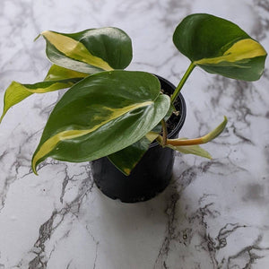 Philodendron brasil - 105mm