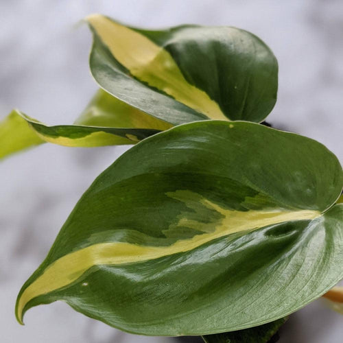 Philodendron brasil - 105mm