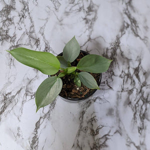 Philodendron hastatum Silver Sword - 130mm