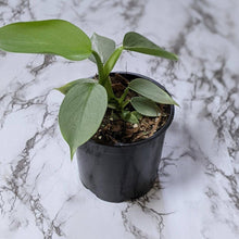 Load image into Gallery viewer, Philodendron hastatum Silver Sword - 130mm
