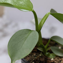 Load image into Gallery viewer, Philodendron hastatum Silver Sword - 130mm
