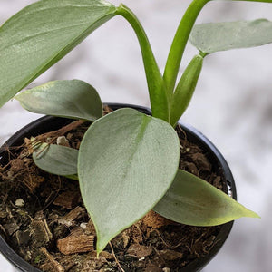 Philodendron hastatum Silver Sword - 130mm