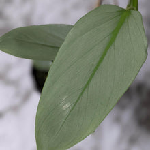 Load image into Gallery viewer, Philodendron hastatum Silver Sword - 130mm

