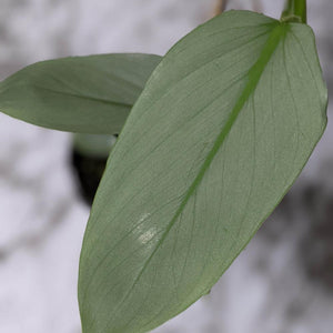 Philodendron hastatum Silver Sword - 130mm