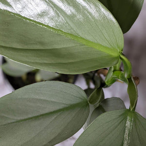 Philodendron hastatum Silver Sword - 130mm