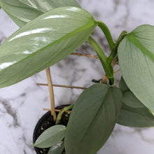 Load image into Gallery viewer, Philodendron hastatum Silver Sword - 130mm
