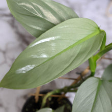 Load image into Gallery viewer, Philodendron hastatum Silver Sword - 130mm
