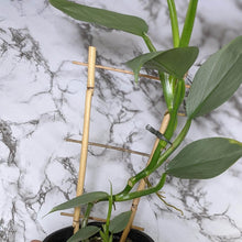Load image into Gallery viewer, Philodendron hastatum Silver Sword - 130mm
