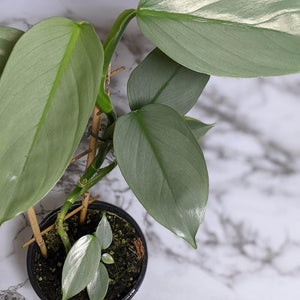 Philodendron hastatum Silver Sword - 130mm