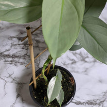 Load image into Gallery viewer, Philodendron hastatum Silver Sword - 130mm
