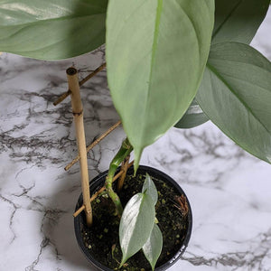 Philodendron hastatum Silver Sword - 130mm