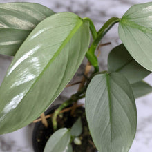 Load image into Gallery viewer, Philodendron hastatum Silver Sword - 130mm

