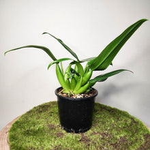 Load image into Gallery viewer, Philodendron martianum &#39;Fat Boy&#39; - 100mm
