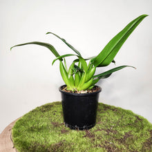 Load image into Gallery viewer, Philodendron martianum &#39;Fat Boy&#39; - 100mm
