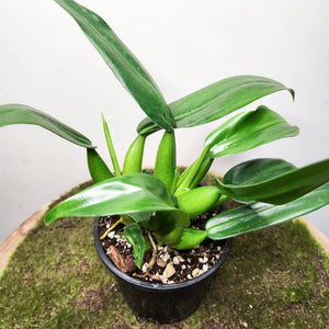 Philodendron martianum 'Fat Boy' - 100mm