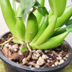 Philodendron martianum 'Fat Boy' - 100mm
