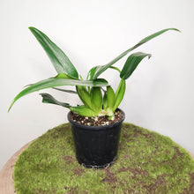 Load image into Gallery viewer, Philodendron martianum &#39;Fat Boy&#39; - 100mm
