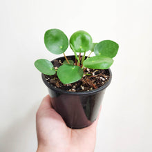 Load image into Gallery viewer, Pilea peperomioides Chinese Money Plant - 105mm
