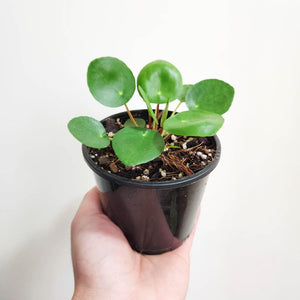 Pilea peperomioides Chinese Money Plant - 105mm