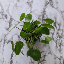 Load image into Gallery viewer, Pilea peperomioides Chinese Money Plant - 105mm
