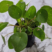 Load image into Gallery viewer, Pilea peperomioides Chinese Money Plant - 105mm
