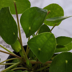 Pilea peperomioides Chinese Money Plant - 105mm