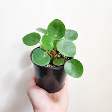 Load image into Gallery viewer, Pilea peperomioides Chinese Money Plant - 105mm

