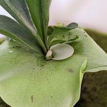 Load image into Gallery viewer, Platycerium bifurcatum / Elkhorn Fern - 100mm
