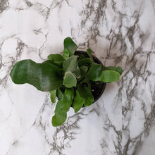 Load image into Gallery viewer, Platycerium bifurcatum / Elkhorn Fern - 100mm
