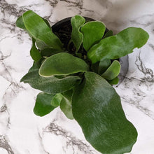 Load image into Gallery viewer, Platycerium bifurcatum / Elkhorn Fern - 100mm
