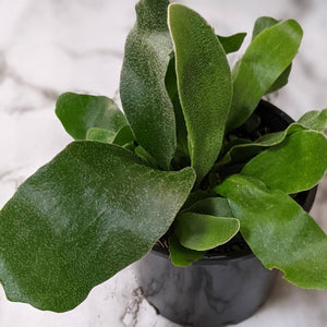 Platycerium bifurcatum / Elkhorn Fern - 100mm