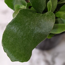 Load image into Gallery viewer, Platycerium bifurcatum / Elkhorn Fern - 100mm
