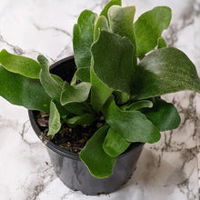 Load image into Gallery viewer, Platycerium bifurcatum / Elkhorn Fern - 100mm
