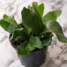 Load image into Gallery viewer, Platycerium bifurcatum / Elkhorn Fern - 100mm
